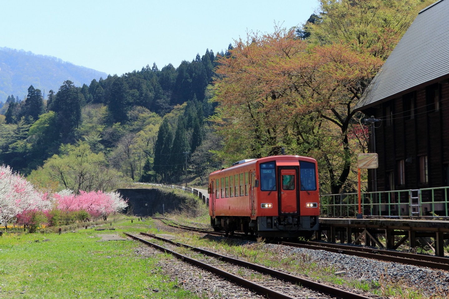 桜が散るのと入れ替わるように咲く花桃と越美北線（勝原花ももの里）