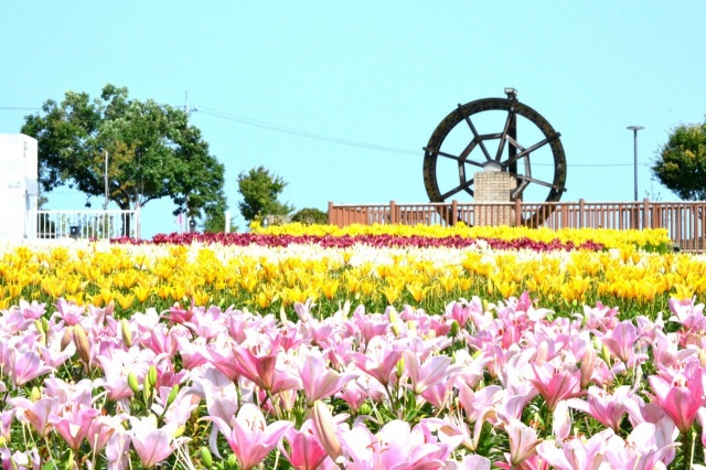 ゆりの里公園