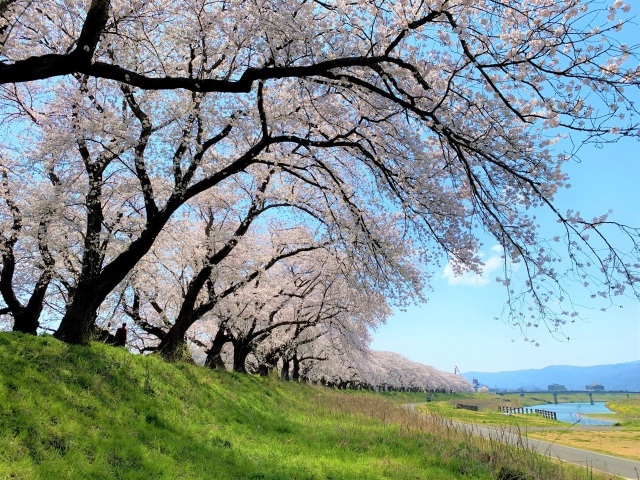 ふくい桜まつり2025