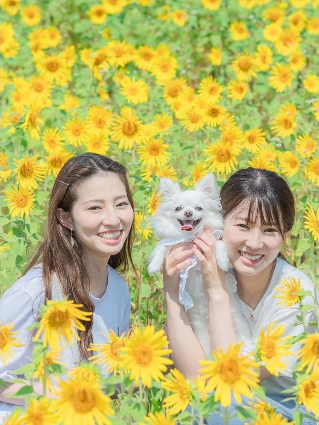 池上ひまわりパーク
