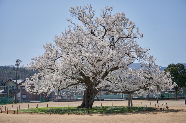 味真野小学校の桜