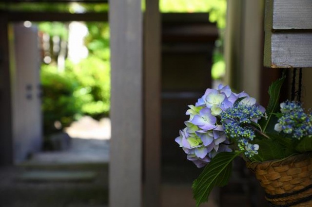 養浩館庭園「花かざり～紫陽花～」2025